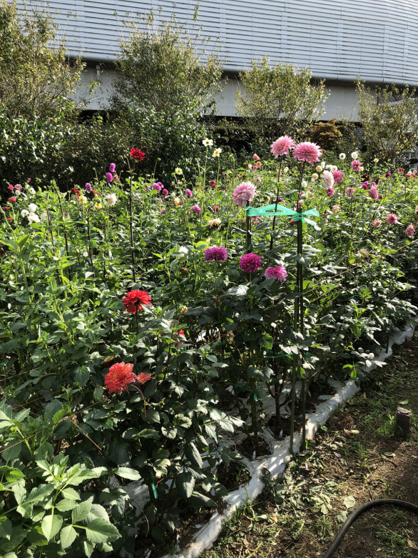 育種 矢作園芸ダリア園