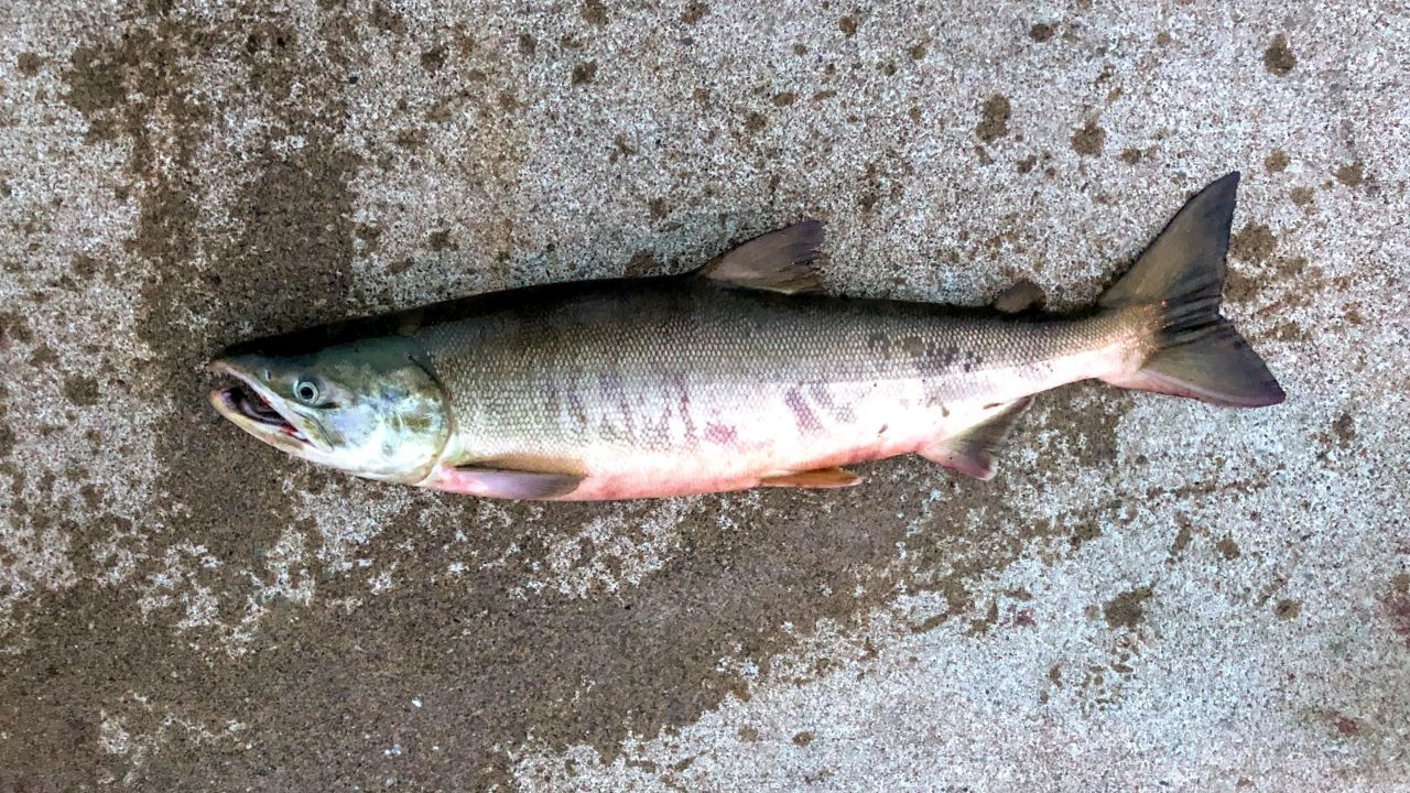 北海道の海釣り【鮭】 | Enjoy Senior Life