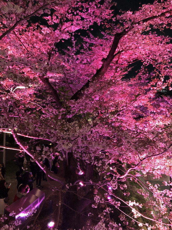 お花見 桜満開の東京ミッドタウン六本木 モノ消費 と コト消費