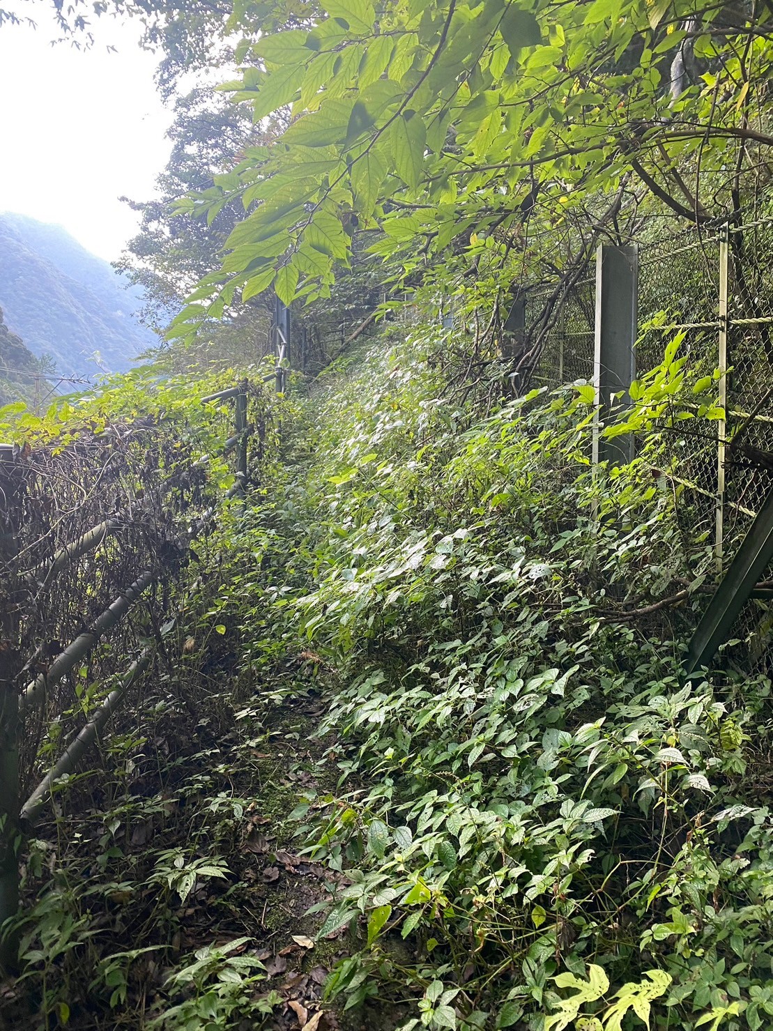 スタッフ田中の登山成長日記】地元愛媛県の石鎚山の紅葉登山 初ルート