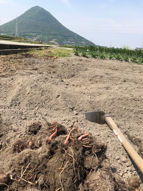 雨の前の里芋植え付け ぼくらの農園