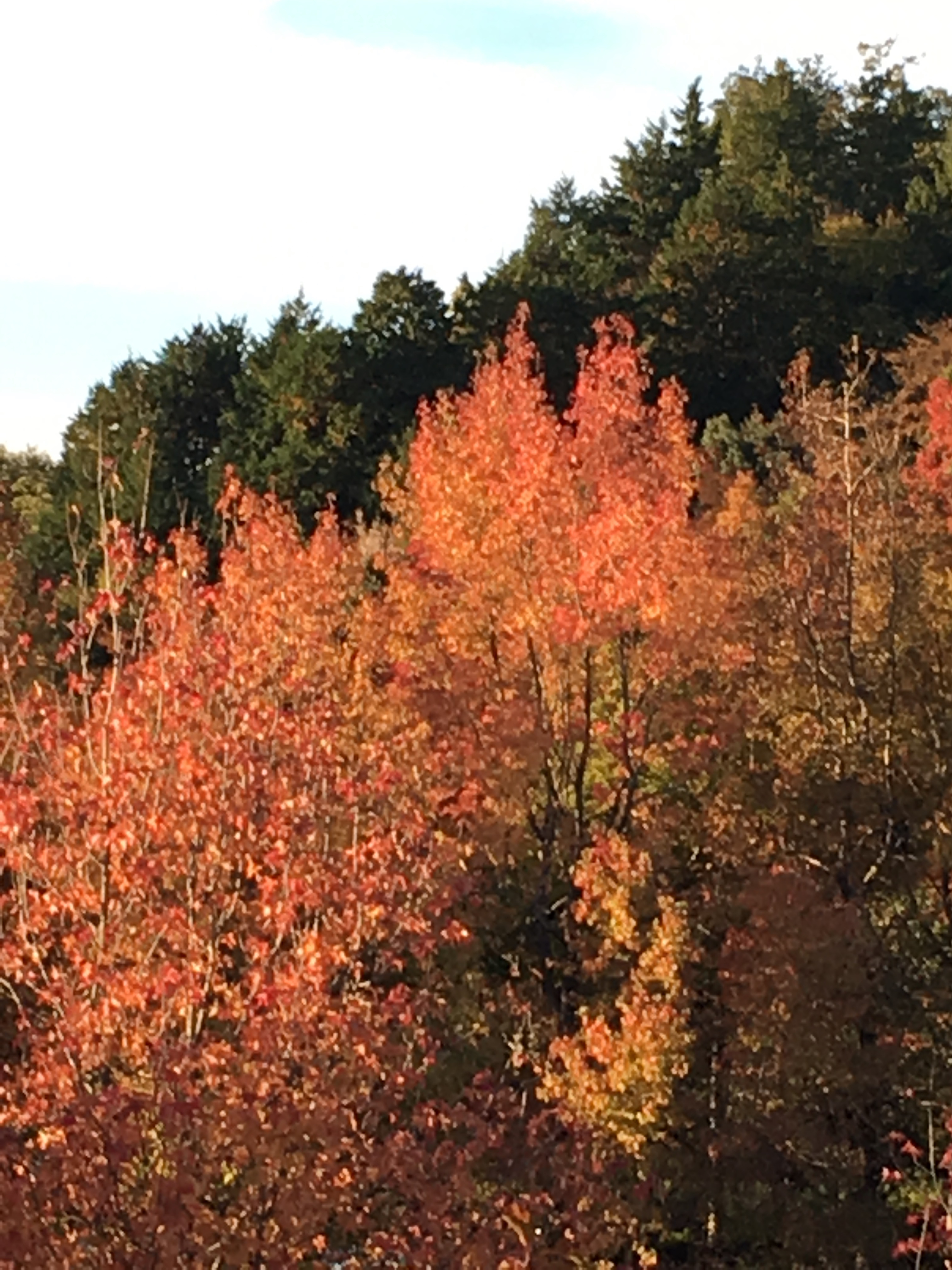 青空に映えるモミジバフウの紅色 - うちまちだんち モミジバフウ