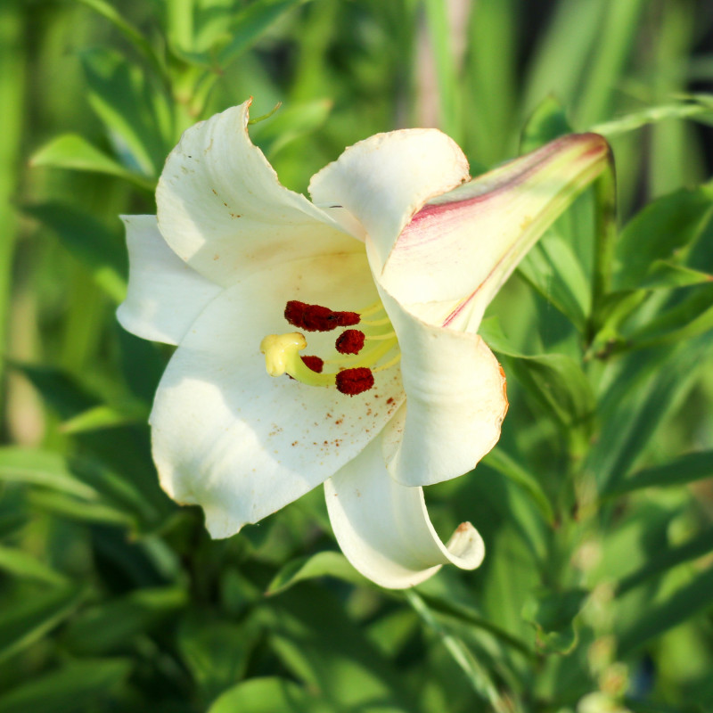 幻のユリ ハカタユリが開花しました 壱岐のitサービスなら イキテイク へ