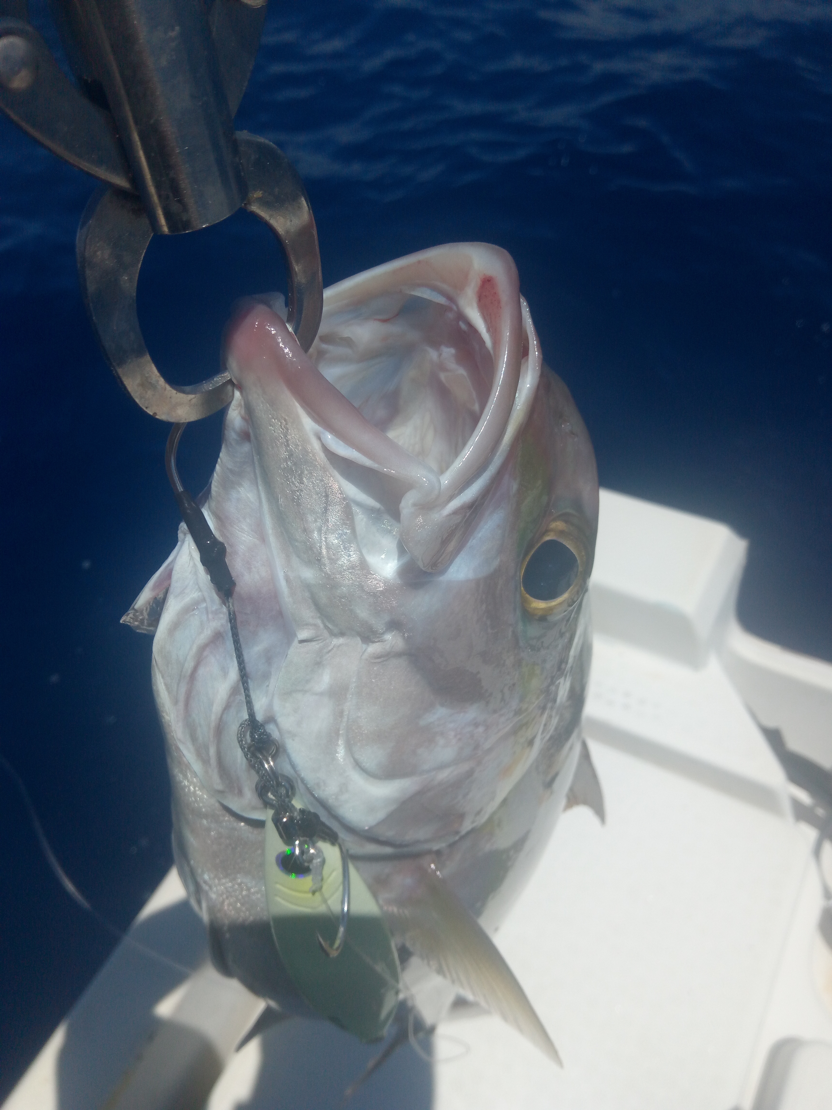 ジギング再開！でも鮫はNG 石垣島 釣り フィッシングボート 遊漁船 雄猫 釣り船