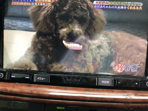 入れ歯をする犬やて Lovery Corporation ラブリーコーポレーション 吹田市 大阪市 ダイエットサポート フィットネスクラブ