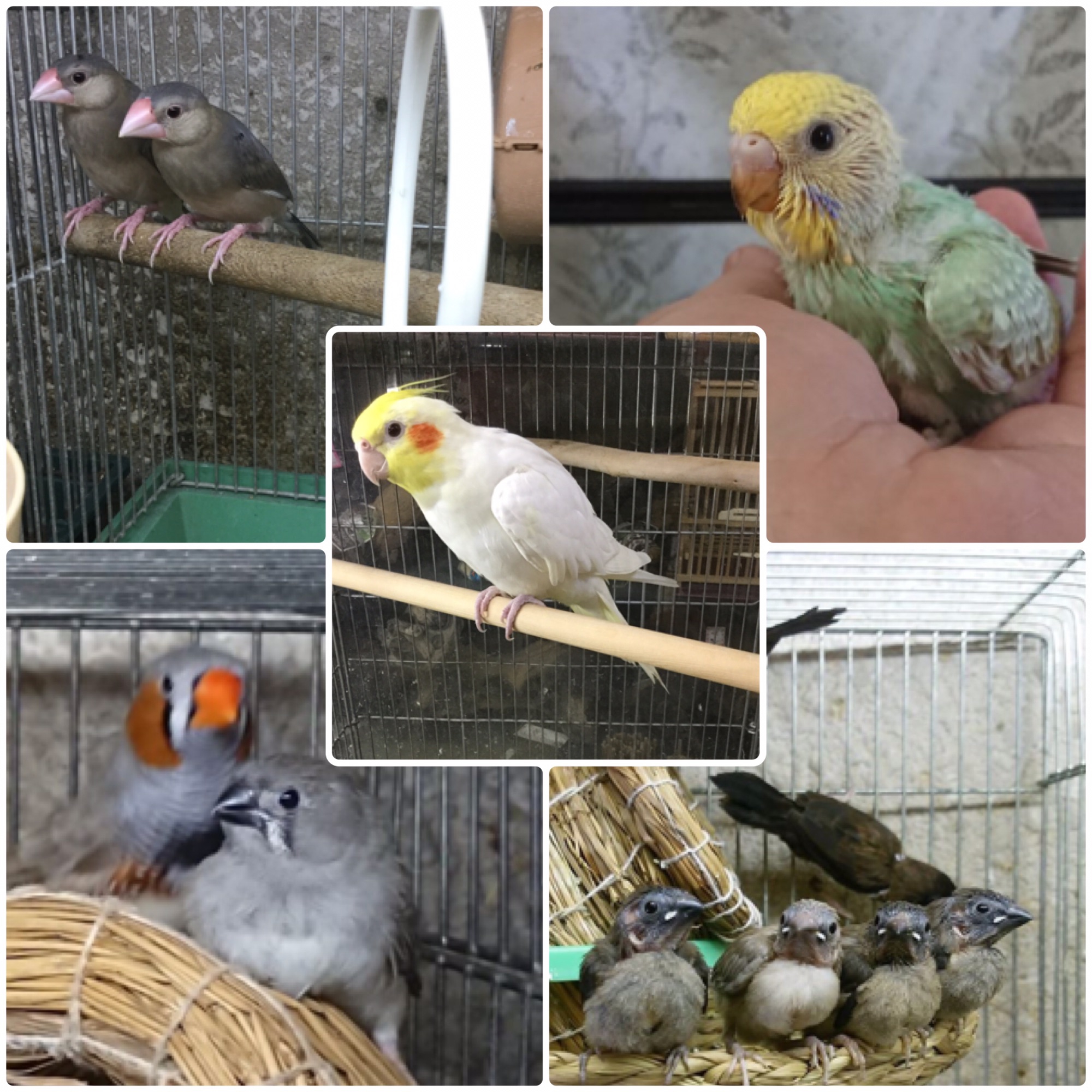 ⭐️生体案内⭐️ 実店舗:日の出屋ペットショップ 東本郷店 〜web