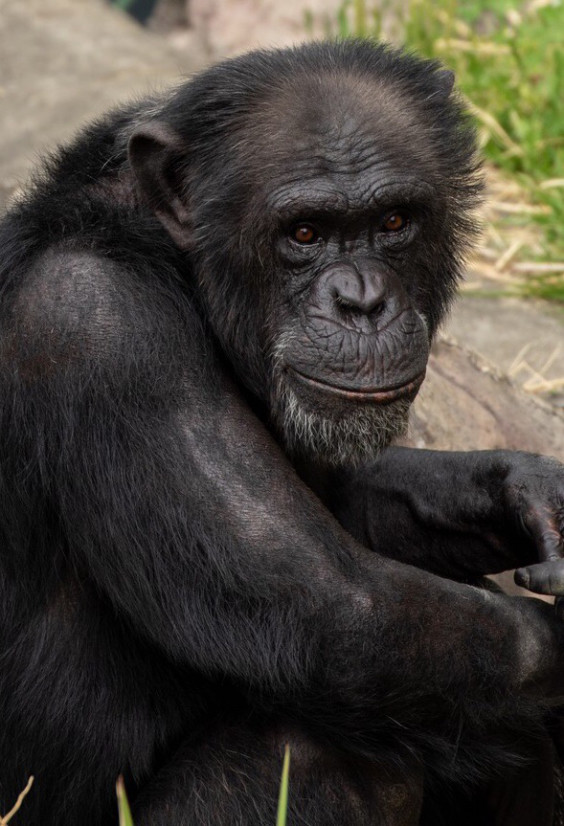 山田航平 醜い動物 逆のものさし講新聞 後世への手紙 山田航平 醜い動物 逆のものさし講新聞 後世への手紙