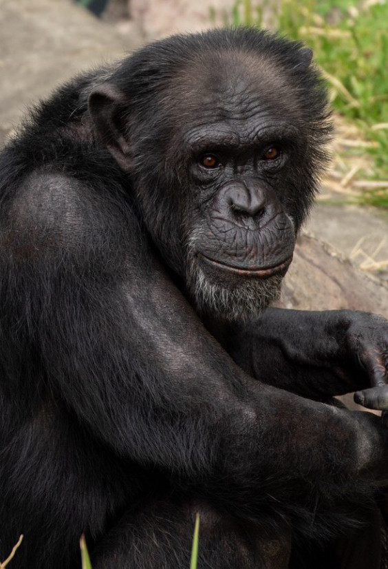 山田航平 醜い動物 逆のものさし講新聞 後世への手紙