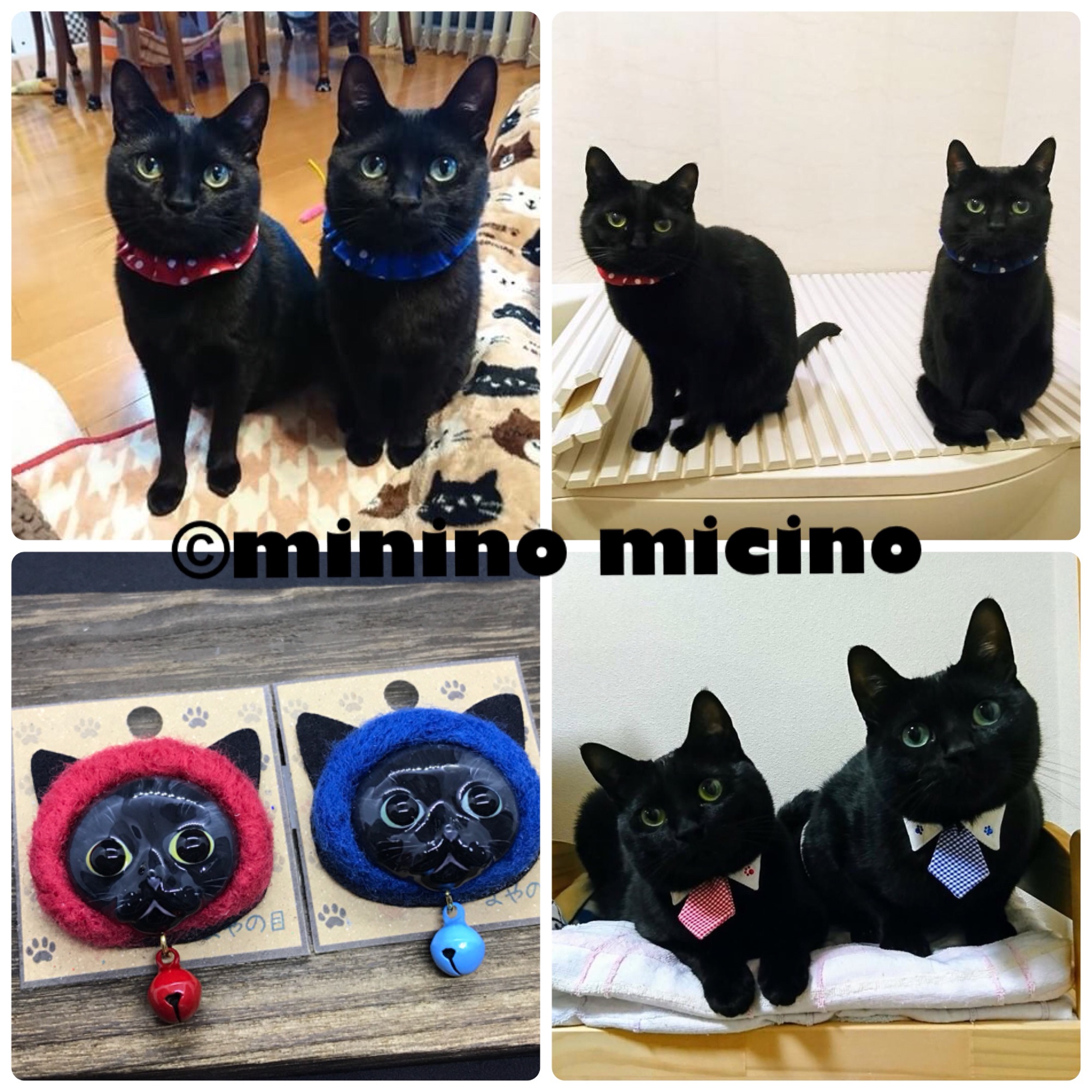 オーダーサンプル作品🐾Instagramで大人気の黒猫兄弟 | ©minino micino