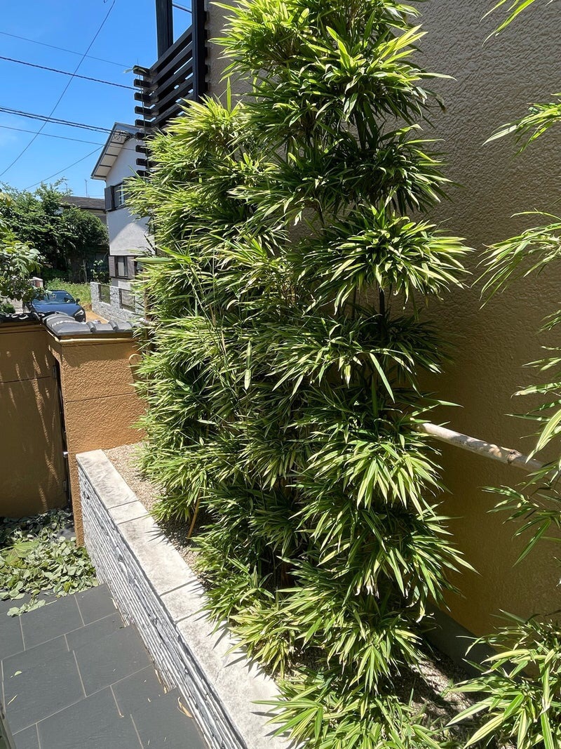 観音竹の剪定: 観音竹の植え替えマニュアル – GFWBI