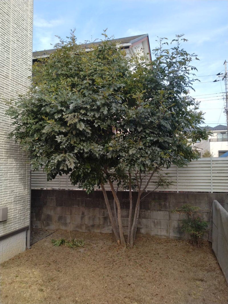 トネリコ剪定 | 佐藤造園~伝統の技術