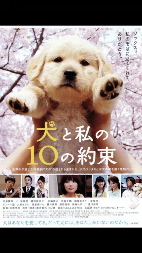 犬の十戒 犬と私の10の約束 と虹の橋 シーズーと一緒に映画 犬の十戒 犬と私の10の約束 と虹の橋 シーズーと一緒に映画