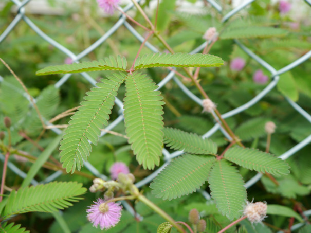 不思議 葉が閉じる植物 ひより 花のある日常