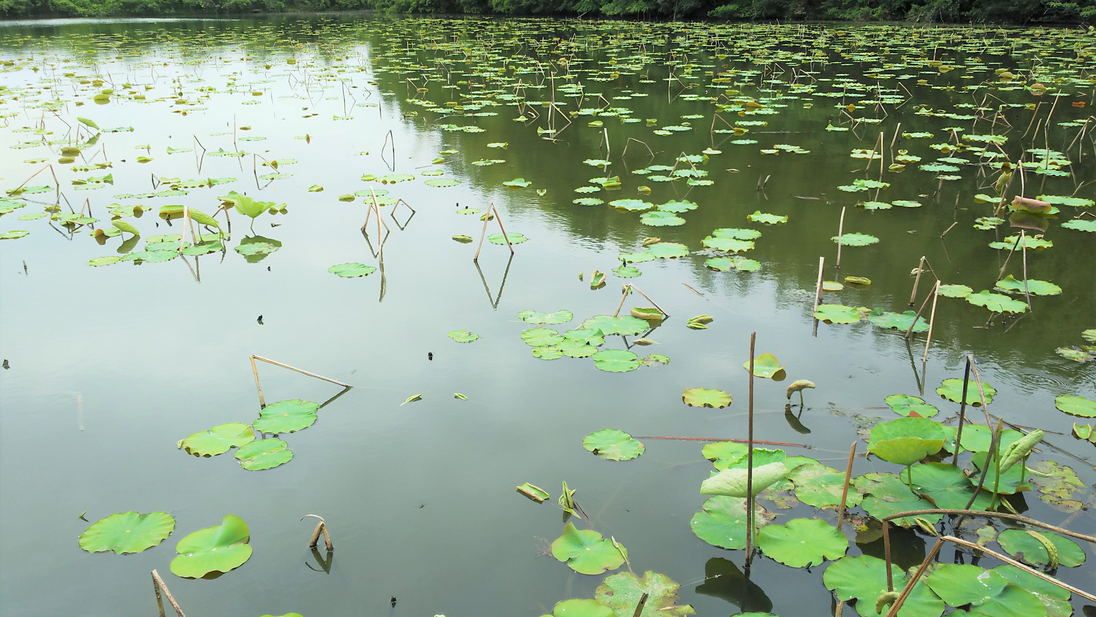 天狗堂　暴蓮棒Ⅱ 6.9 雷魚、ナマズなど 天狗堂 暴蓮棒Ⅱ 6.9 雷魚、ナマズなど - メルカリ