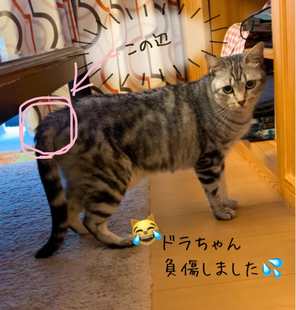 お知らせ ねこのシータ