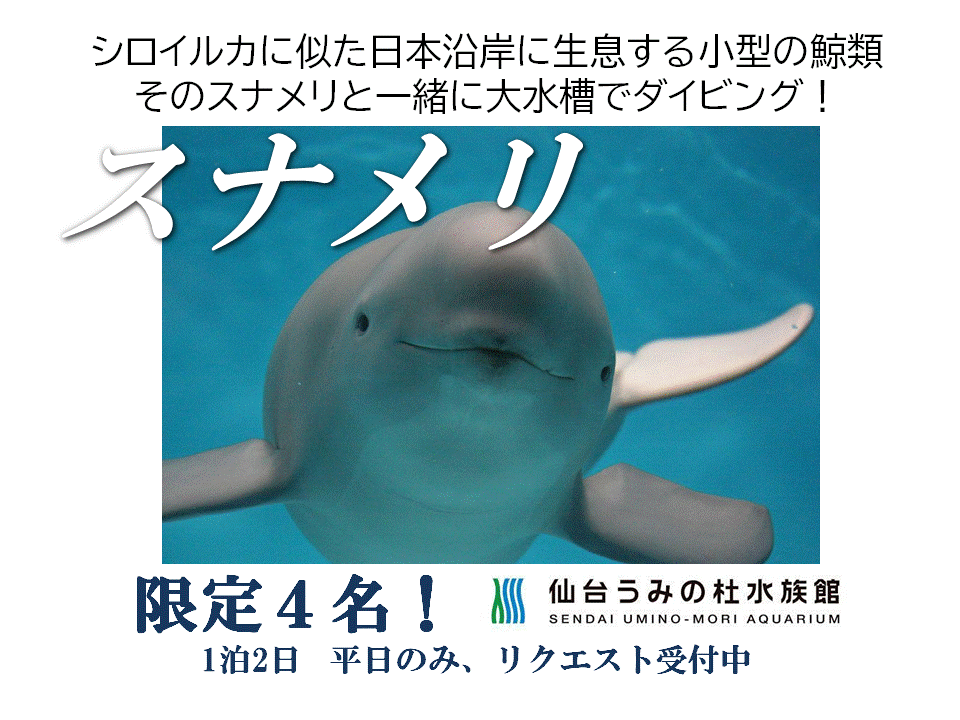 スナメリと泳げます Earth Sound 東京都練馬区ダイビングショップ アースサウンド ライセンス取得ならお任せ