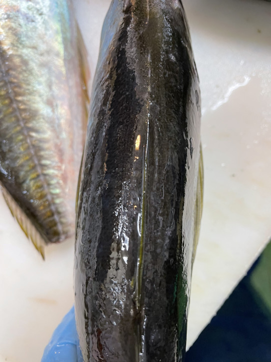 ブランドになってない鯵 佐用町 あべ鮮魚 ブランドになってない鯵 佐用町 あべ鮮魚