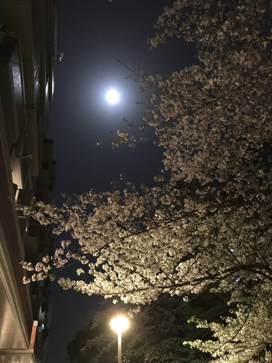 月と桜 知力研究所アライズ