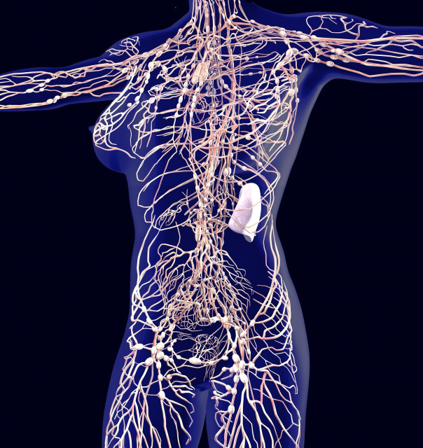 リンパ 骨盤ケア さようなら鼠径部おブス 鼠径部スワイプストレッチのススメ Women Slife Body
