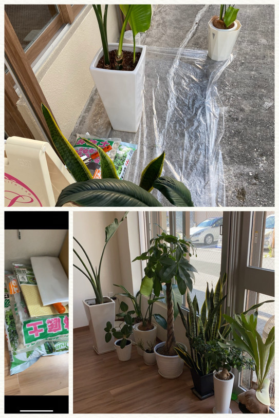 観葉植物のお手入れ Lita Lab リタラボ 那覇市 小禄にある 頭皮ケア重視のヘアサロン 観葉植物のお手入れ Lita Lab リタラボ 那覇市 小禄にある 頭皮ケア重視のヘアサロン