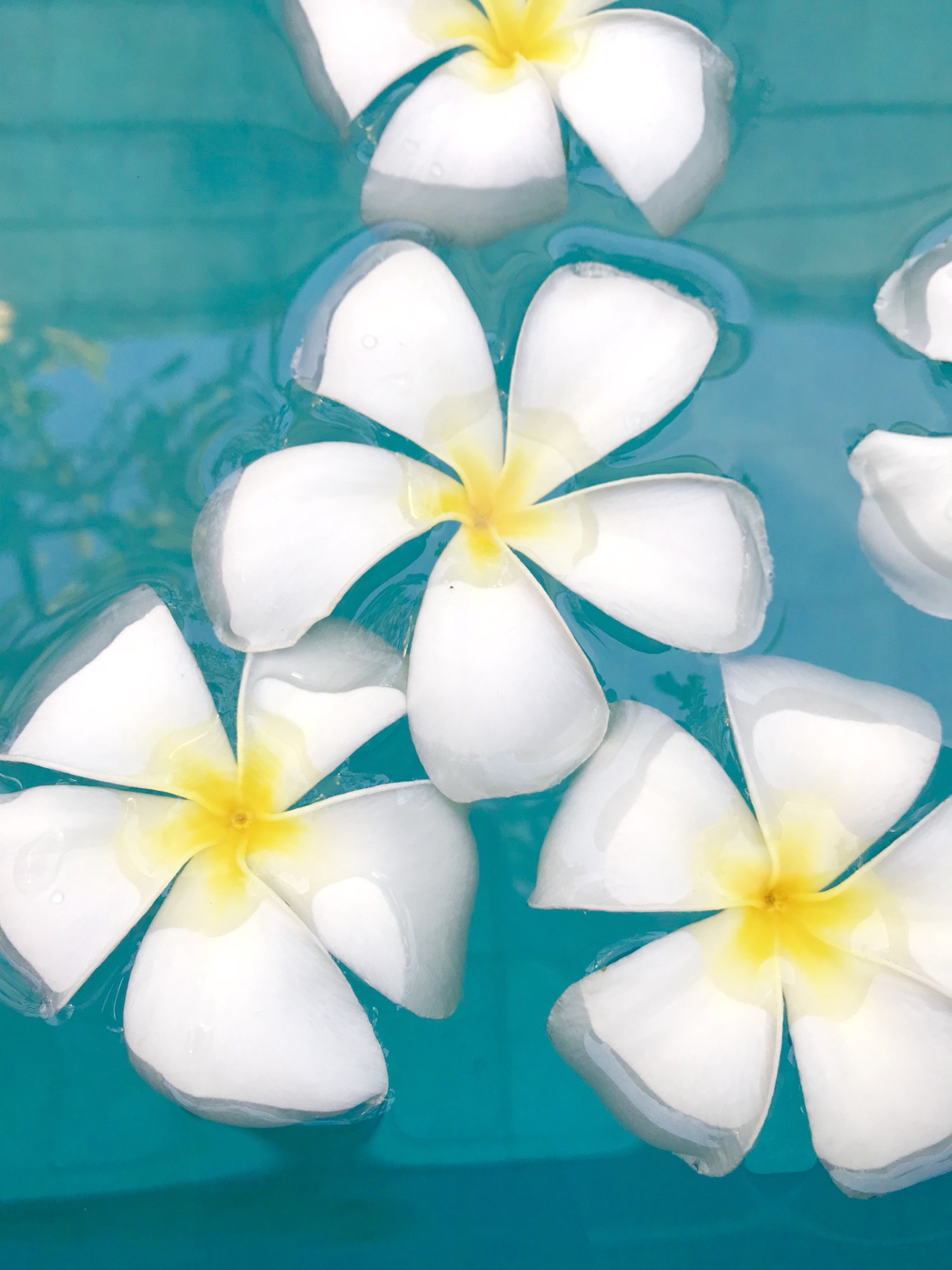 安心の日本製 プルメリア様専用 クリアランスセール Www Speak5 Com