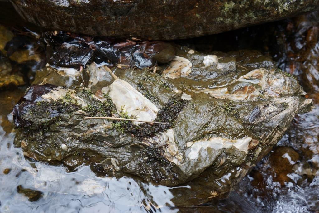 200418 玉川層カキ化石礁を確認～野田村泉沢川 | 北三陸geo-history