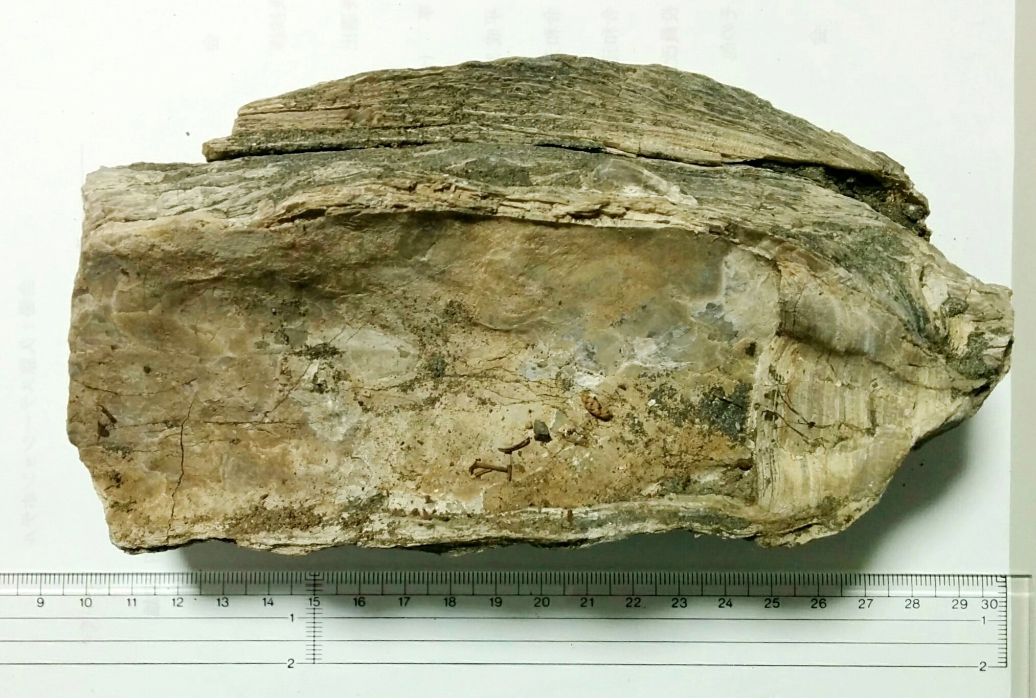 牡蠣の化石 牡蠣の化石 | 骨董店ノエル