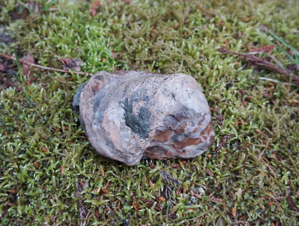 200418 玉川層カキ化石礁を確認～野田村泉沢川 | 北三陸geo-history