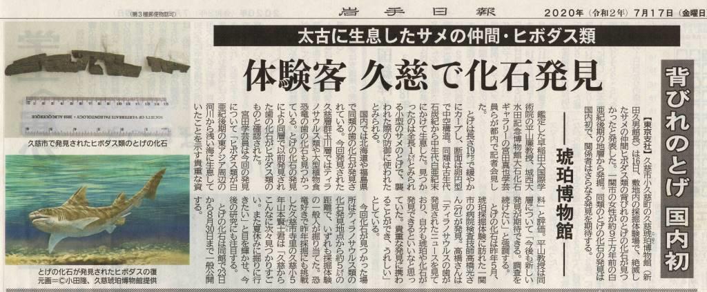 絶滅した約9000万年前の古代サメ「ヒボダス類」と鑑定！ | 北三陸geo