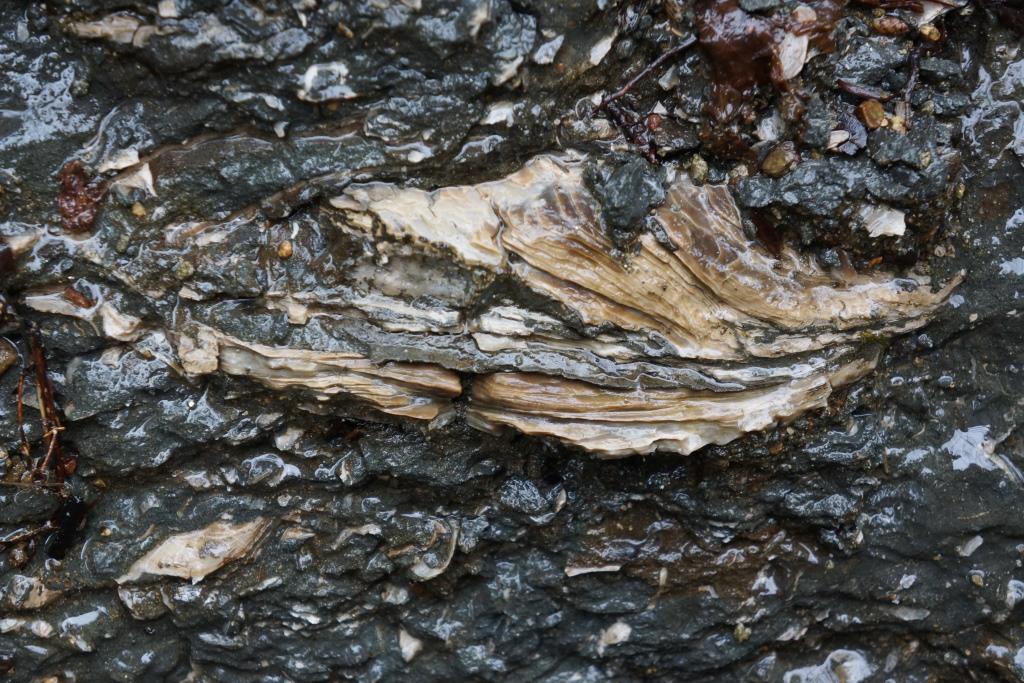 200418 玉川層カキ化石礁を確認～野田村泉沢川 | 北三陸geo-history