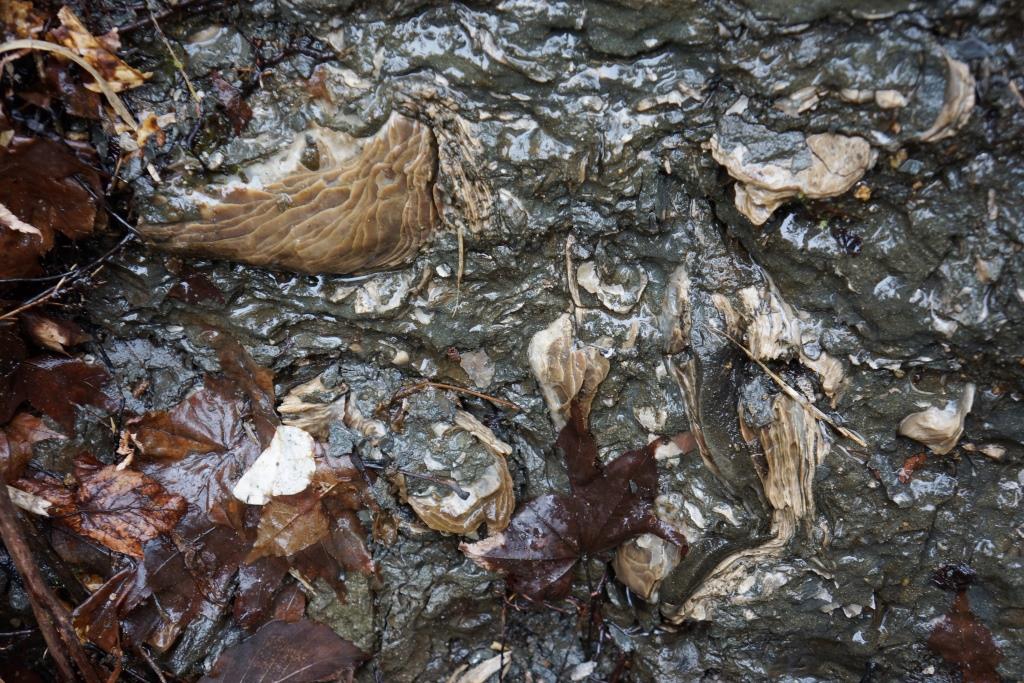 200418 玉川層カキ化石礁を確認～野田村泉沢川 | 北三陸geo-history