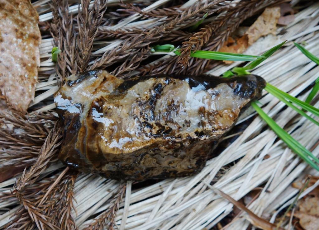 200418 玉川層カキ化石礁を確認～野田村泉沢川 | 北三陸geo-history