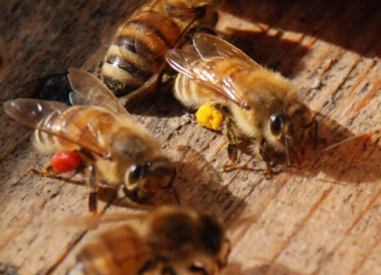 花粉だんご Kasuka Bee 花粉だんご Kasuka Bee