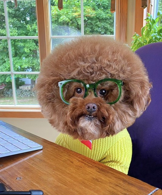 きゃーぎゃーゔっー Cocokara Yoga