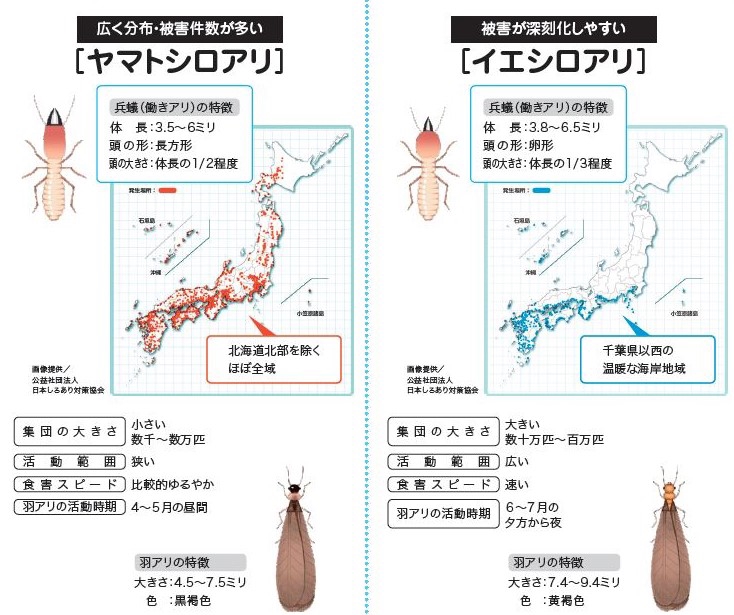 子どもでも分かる設備建材～防蟻剤～ | リフォマガ