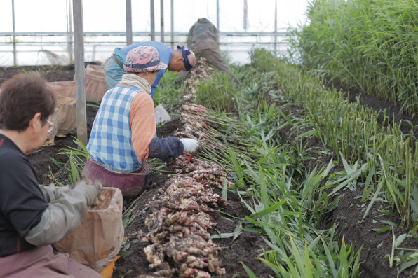 生姜収穫 出荷調整 りぐる 生姜収穫 出荷調整 りぐる