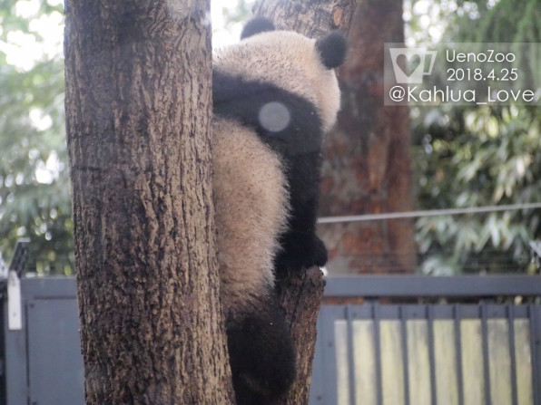 木登りシャンシャンのうしろ姿 かるあとパンダと動物たち