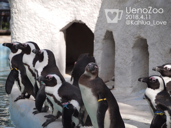 子供ペンギンだけカメラ目線 かわいい かるあとパンダと動物たち