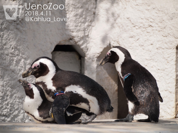 求愛中のペンギンカップルを見つめるもう1匹 かるあとパンダと動物たち