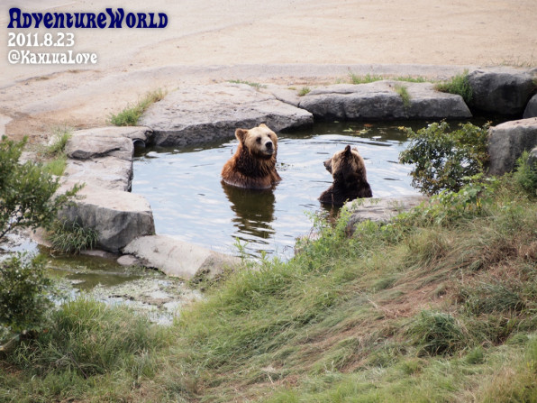 ヒグマの水風呂 かるあとパンダと動物たち