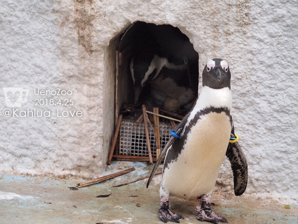 ペンギン ページ1 かるあとパンダと動物たち