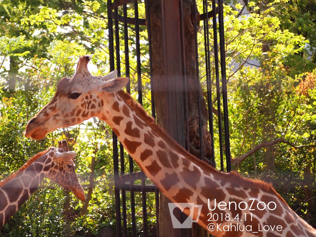 キリンの親子ショット 手前が子供 かるあとパンダと動物たち