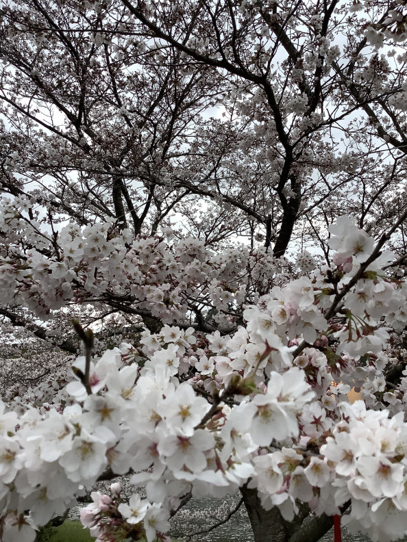 桜満開 千千香 せんせんか Supで本格川下りの宿