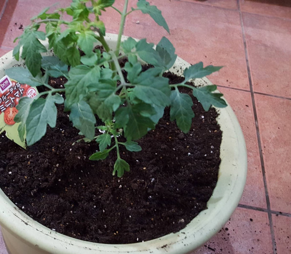 Tomato Basil ミニトマト バジル Maple Kids Preschool メイプルキッズプリスクール Tomato Basil ミニトマト バジル Maple Kids Preschool メイプルキッズプリスクール