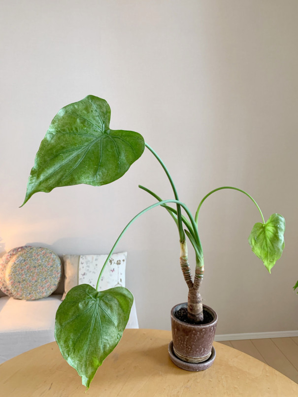 クワズイモ 植え替え1日後 Fashion Source