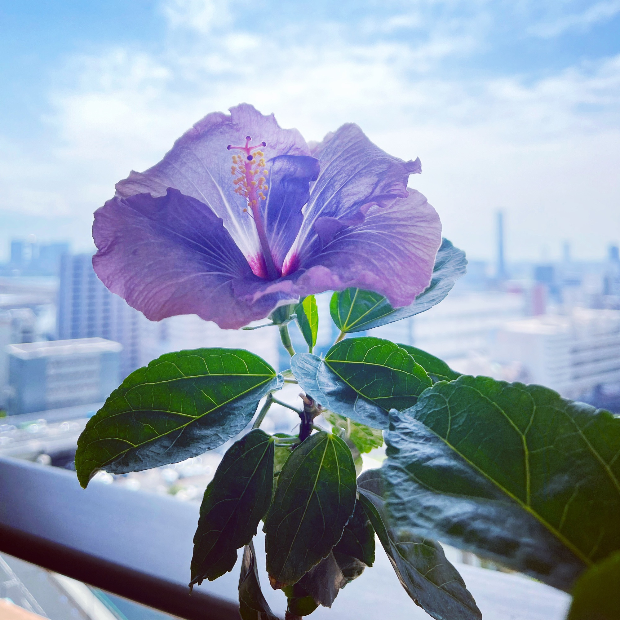 ハイビスカス2年目・寄せ植え：メネシア他 | FASHION SOURCE