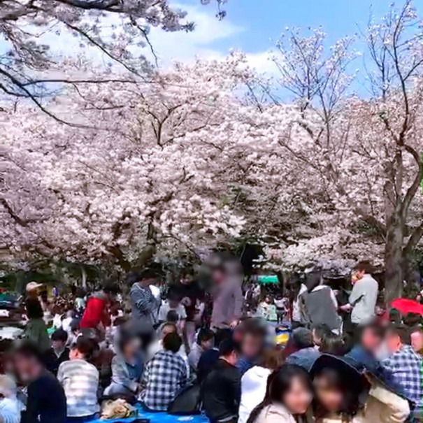 代々木公園の桜 Rinknova