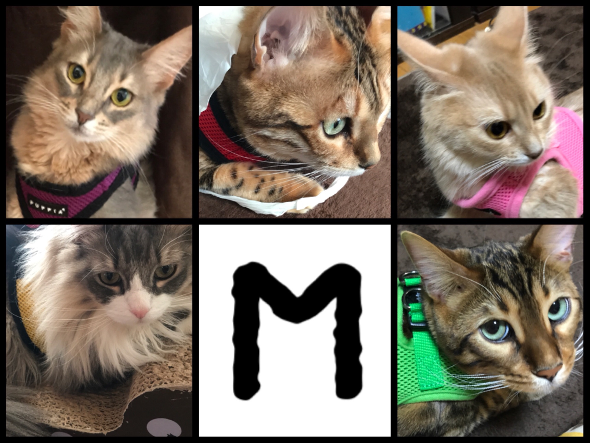 PROFILE 🐾Mの一族🐾