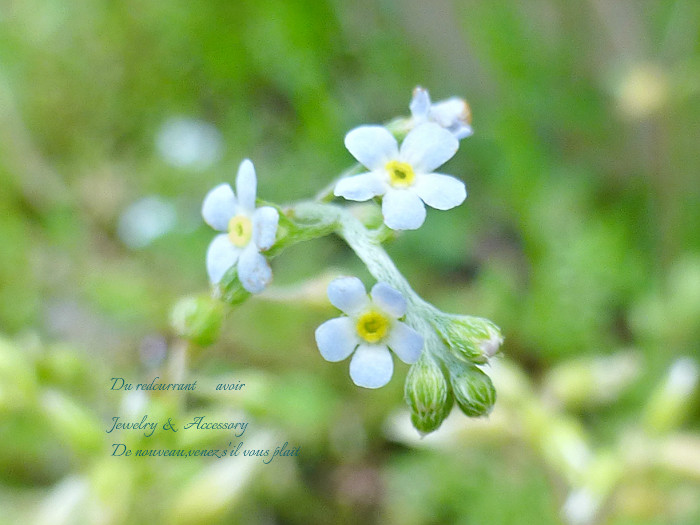 新作 Forget Me Not 忘れな草 とある街角の小さな宝石屋rivamare アラカンマムの日々つれづれ