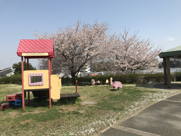 太陽の丘公園の桜が満開です 朝日ヶ丘自治会